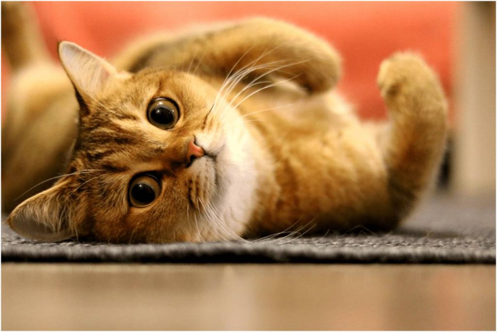 Home Remedies for Treating Wounds in Cats 