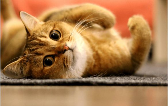  Home Remedies for Treating Wounds in Cats 