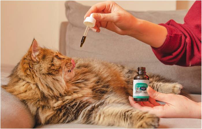 CBD Oil