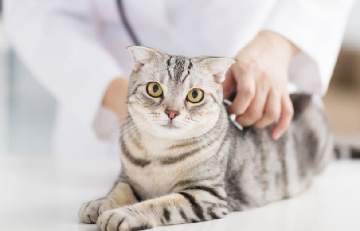 Dealing with Cat Wounds and Injuries