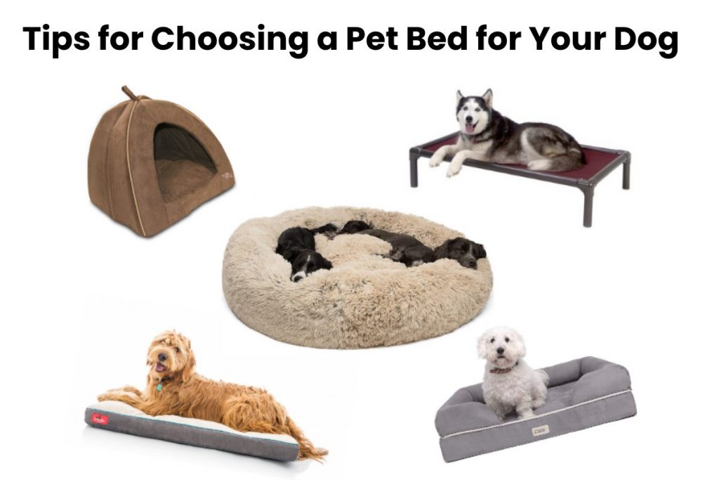 Tips for Choosing a Pet Bed for Your Dog