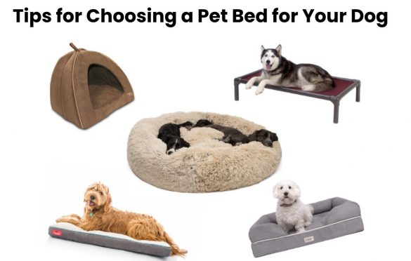 Tips for Choosing a Pet Bed for Your Dog