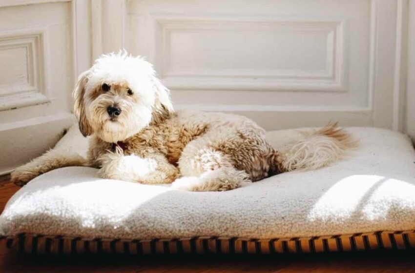 Tips for Choosing a Pet Bed for Your Dog